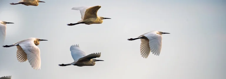 Management Consulting for Financial Services Growth